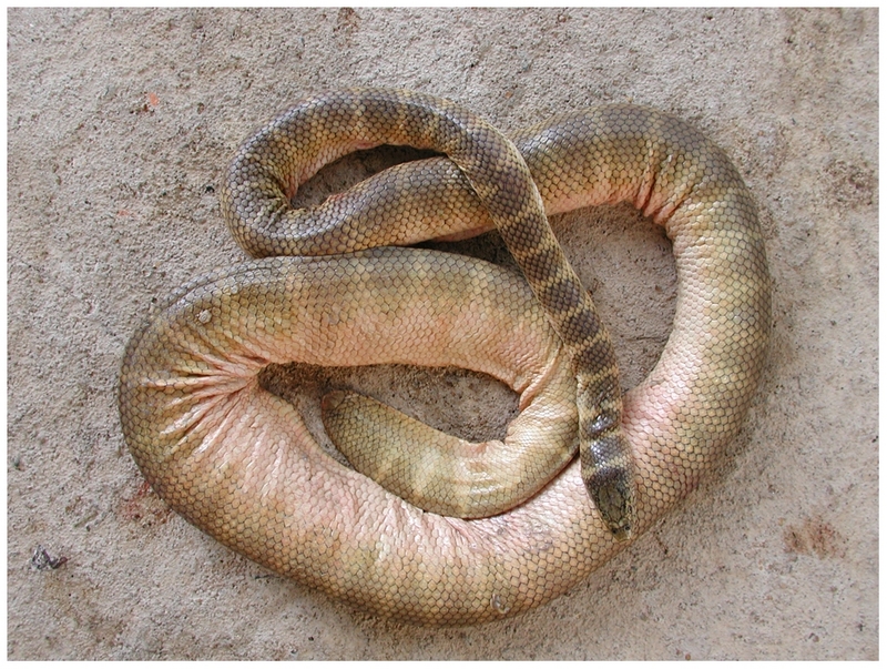 faint-banded sea snake, Belcher's sea snake (Hydrophis belcheri); DISPLAY FULL IMAGE.