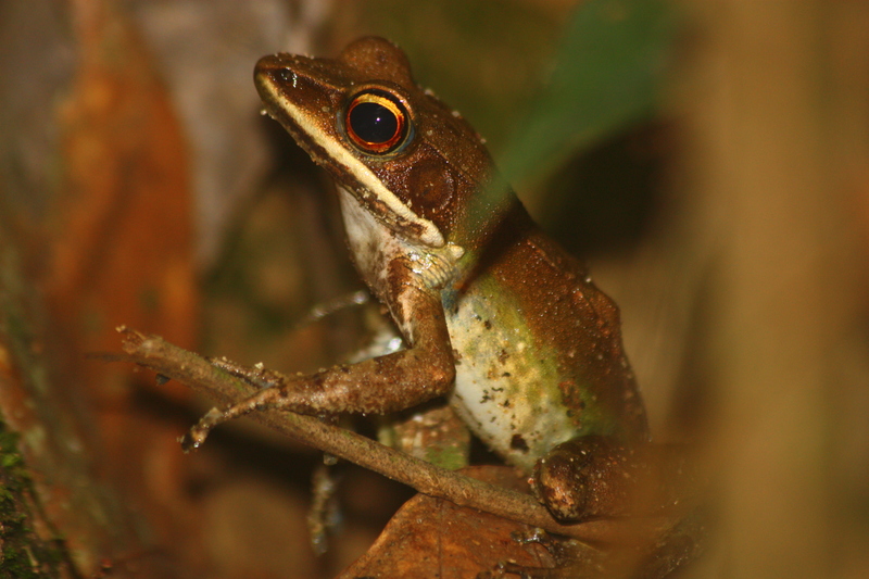 Hylarana albolabris (forest white-lipped frog); DISPLAY FULL IMAGE.