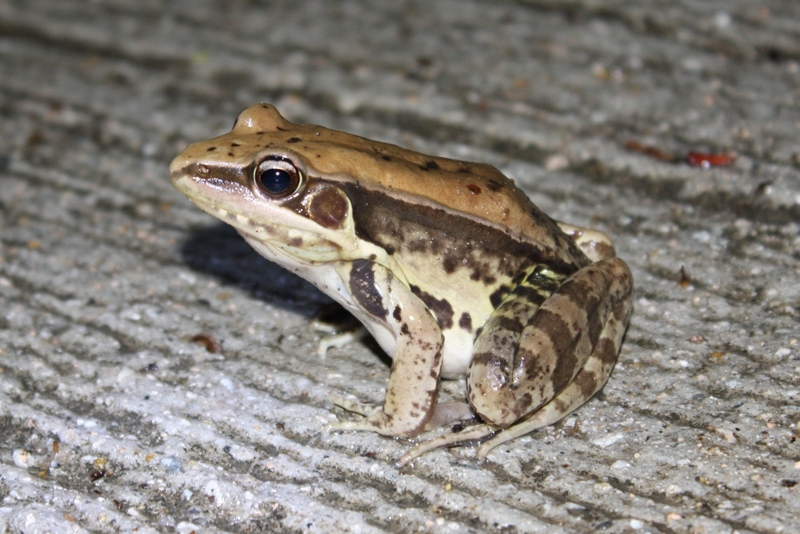 Günther's Amoy frog (Hylarana guentheri); DISPLAY FULL IMAGE.