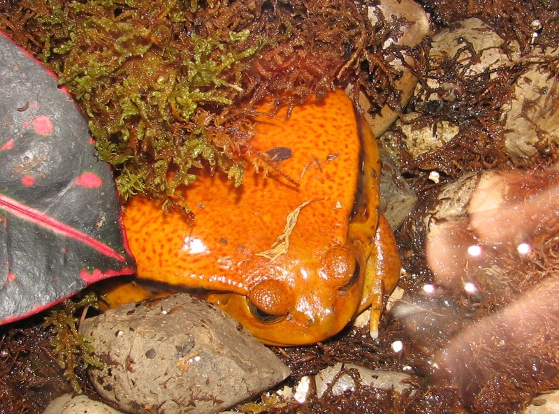 Dyscophus guineti (false tomato frog); DISPLAY FULL IMAGE.