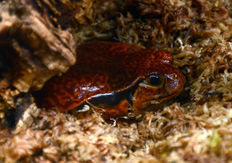 Dyscophus guineti (false tomato frog); DISPLAY FULL IMAGE.