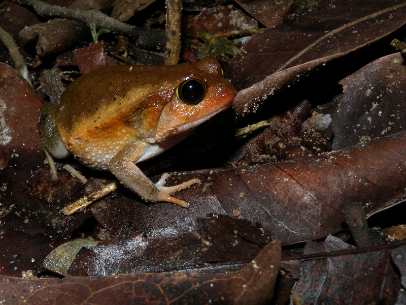 Dyscophus insularis (Antsouhy tomato frog); DISPLAY FULL IMAGE.