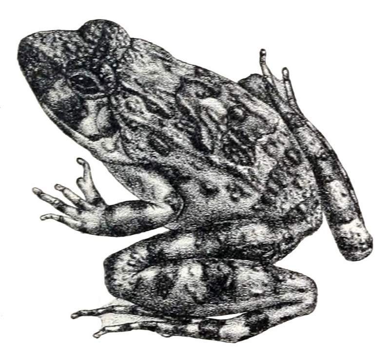 Zakerana keralensis (verrucose frog, Kerala warty frog); DISPLAY FULL IMAGE.