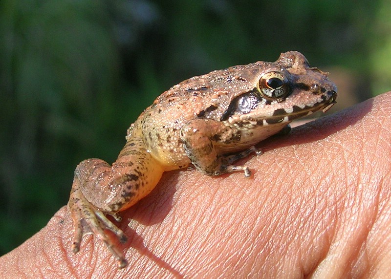 Indirana semipalmata (brown leaping frog); DISPLAY FULL IMAGE.
