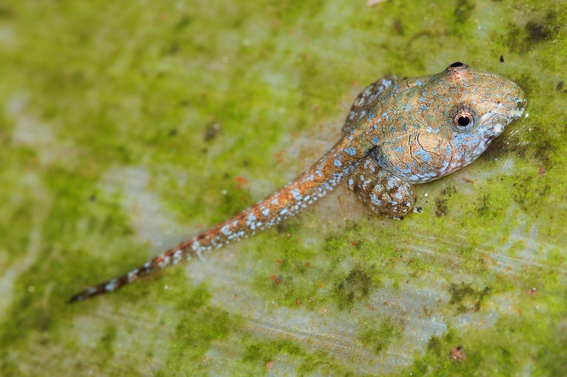 Indirana semipalmata (brown leaping frog) tadpole in metamorphosis; DISPLAY FULL IMAGE.