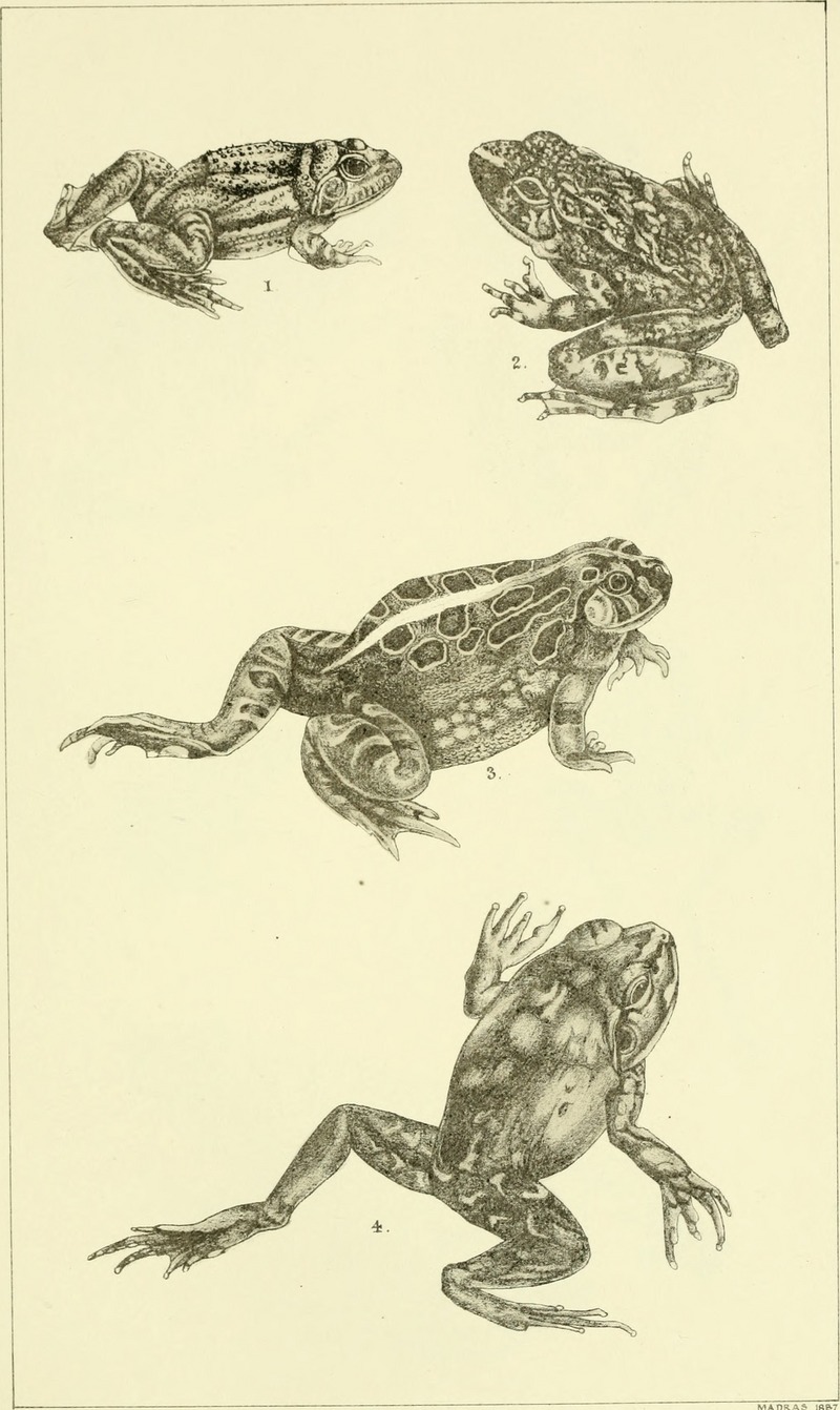 Euphlyctis cyanophlyctis (Indian skipper frog), Zakerana keralensis (verrucose frog), Sphaerotheca breviceps (Indian burrowing frog), Sphaerotheca dobsonii (Mangalore bullfrog); DISPLAY FULL IMAGE.