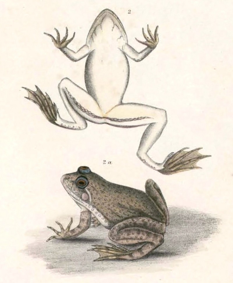 Euphlyctis cyanophlyctis (Indian skipper frog, skittering frog); DISPLAY FULL IMAGE.
