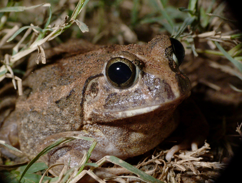 Indian burrowing frog (Sphaerotheca breviceps); DISPLAY FULL IMAGE.