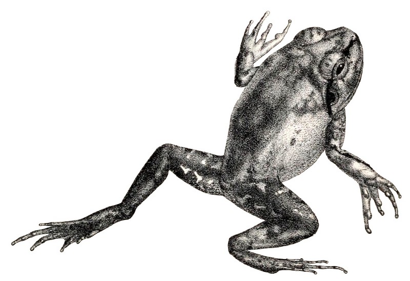 Sphaerotheca dobsonii (Mangalore bullfrog, Dobson's burrowing frog); DISPLAY FULL IMAGE.