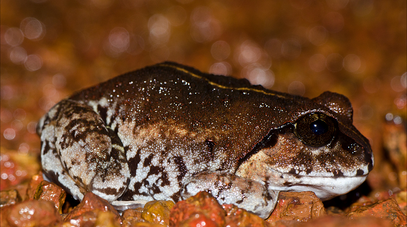 Sphaerotheca dobsonii (Mangalore bullfrog, Dobson's burrowing frog); DISPLAY FULL IMAGE.