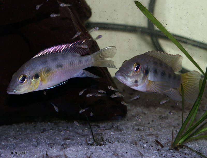 Chromidotilapia guntheri (Guenther's mouthbrooder, Günther's cichlid); DISPLAY FULL IMAGE.