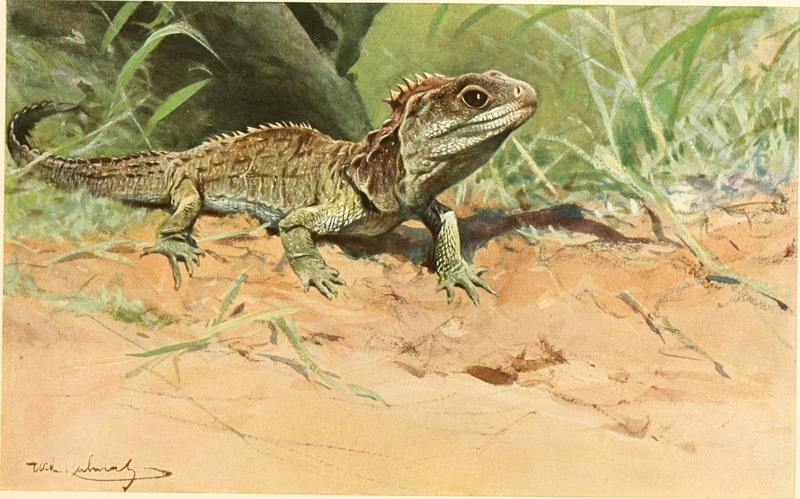 Northern tuatara (Sphenodon punctatus); DISPLAY FULL IMAGE.