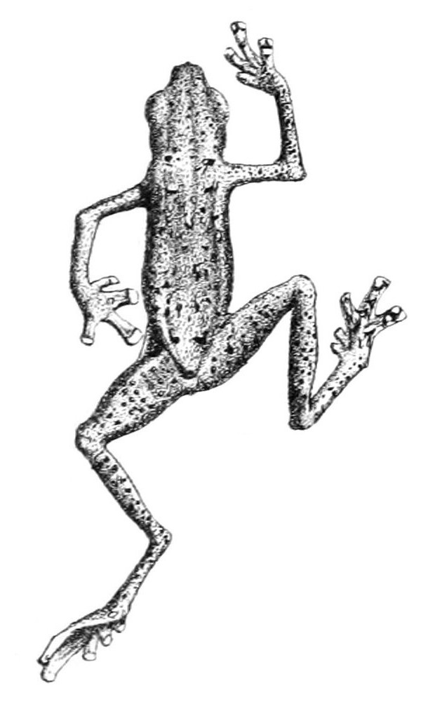 Pelophryne guentheri (Günther's flathead toad); Image ONLY