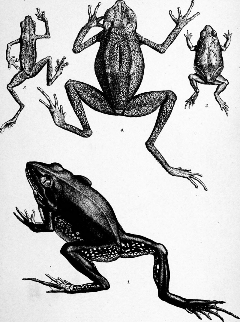 Cyclorana alboguttata (striped burrowing frog), Pseudophryne guentheri (Günther's toadlet), Pelophryne guentheri (Günther's flathead toad), Ansonia leptopus (Matang stream toad); DISPLAY FULL IMAGE.