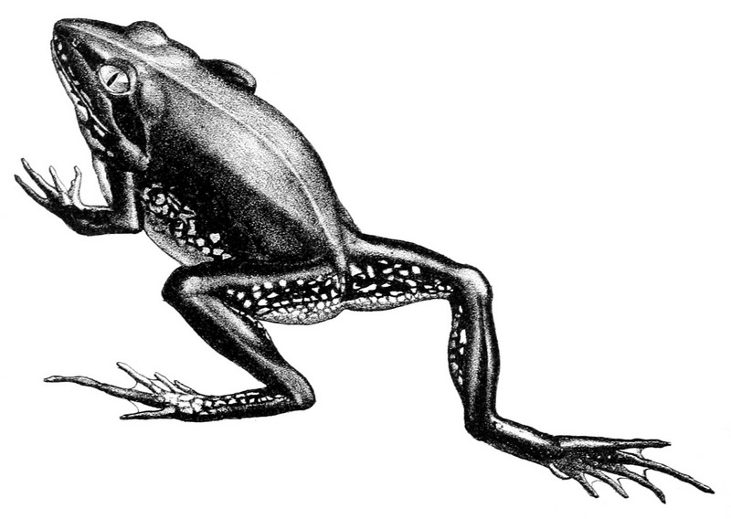 striped burrowing frog (Cyclorana alboguttata); DISPLAY FULL IMAGE.