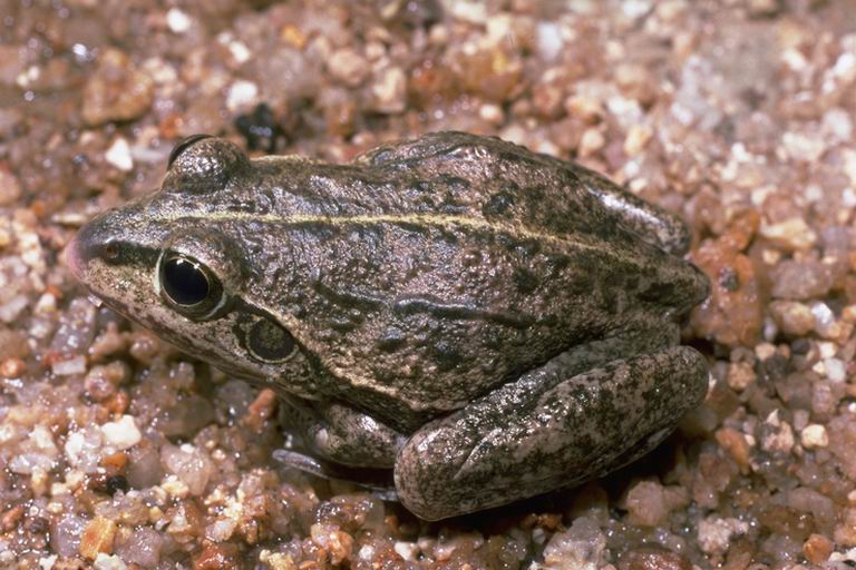 striped burrowing frog (Cyclorana alboguttata); Image ONLY