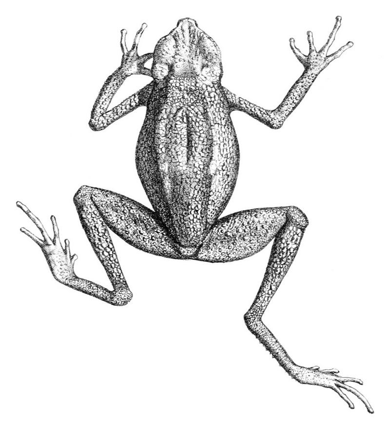 Ansonia leptopus (Matang stream toad); DISPLAY FULL IMAGE.