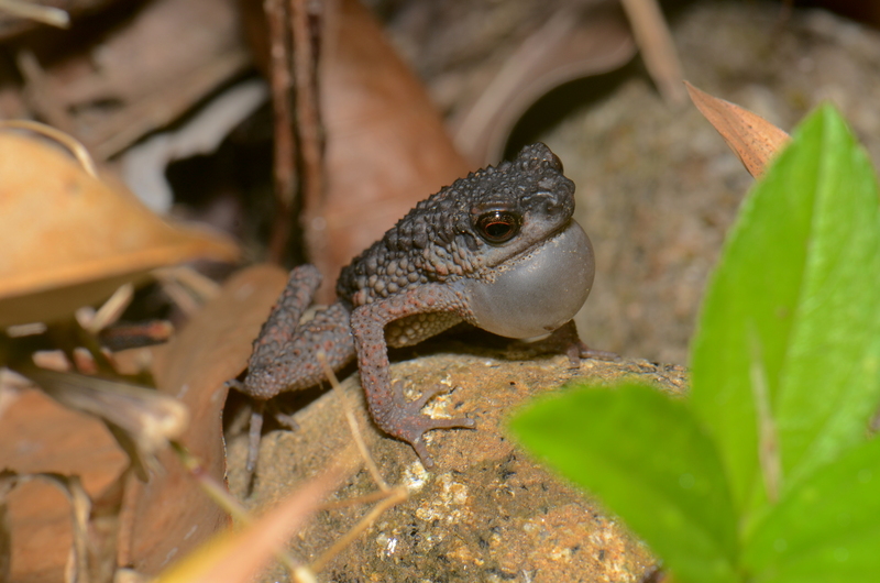 Ansonia spinulifer (spiny slender toad, Kina Balu stream toad); DISPLAY FULL IMAGE.