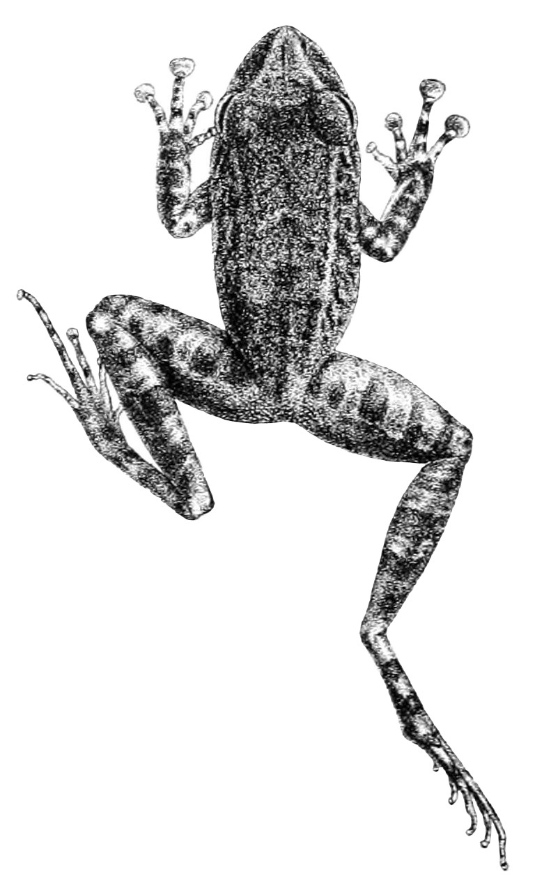 Platymantis guentheri (Günther's forest frog); Image ONLY