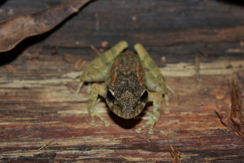 Platymantis guentheri (Günther's forest frog); DISPLAY FULL IMAGE.