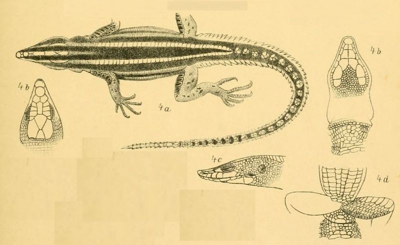 Holaspis laevis (eastern neon blue-tailed tree lizard); DISPLAY FULL IMAGE.