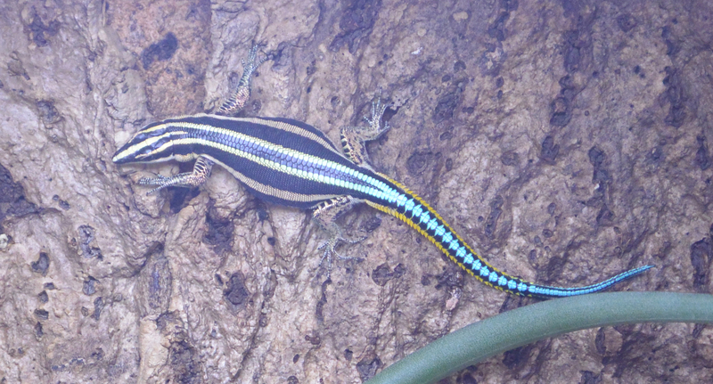 Holaspis guentheri (western neon blue-tailed tree lizard); DISPLAY FULL IMAGE.