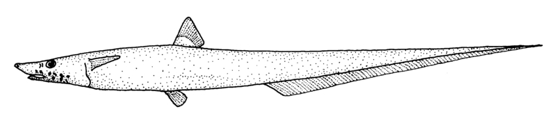 Halosaurus pectoralis (goanna fish, Australian halosaur); DISPLAY FULL IMAGE.