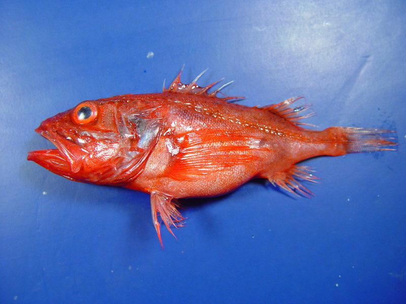Setarches guentheri, Channeled rockfish; DISPLAY FULL IMAGE.