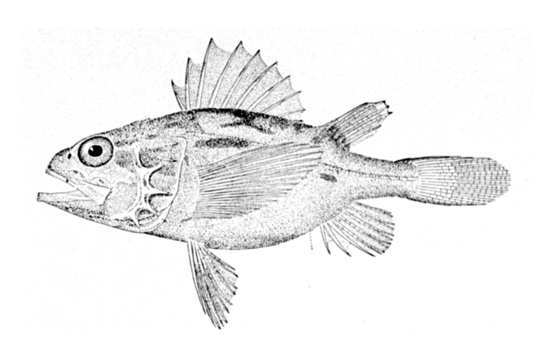 Setarches guentheri, Channeled rockfish; DISPLAY FULL IMAGE.