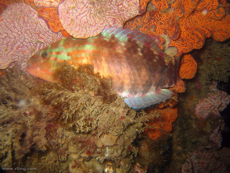 Pseudolabrus guentheri, Günther's wrasse; DISPLAY FULL IMAGE.