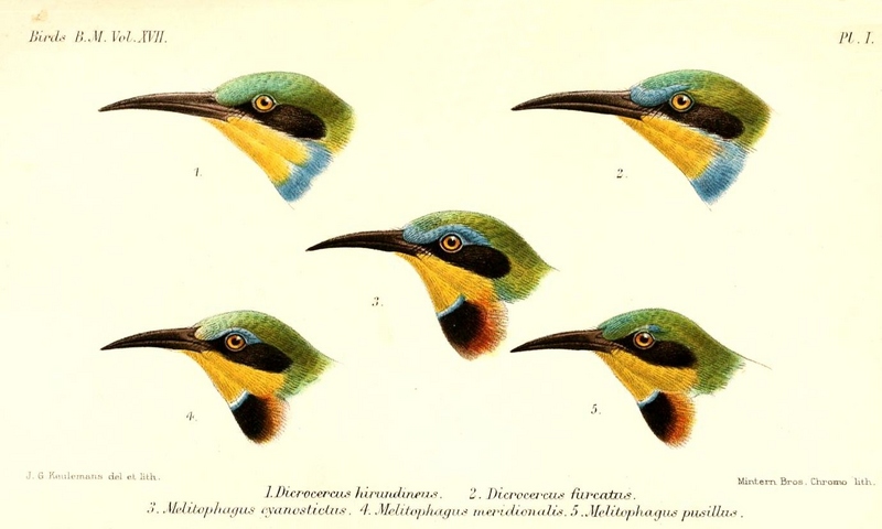 Swallow-tailed Bee-eater (Merops hirundineus, top) - Little Bee-eater (Merops pusillus, center and bottom); DISPLAY FULL IMAGE.