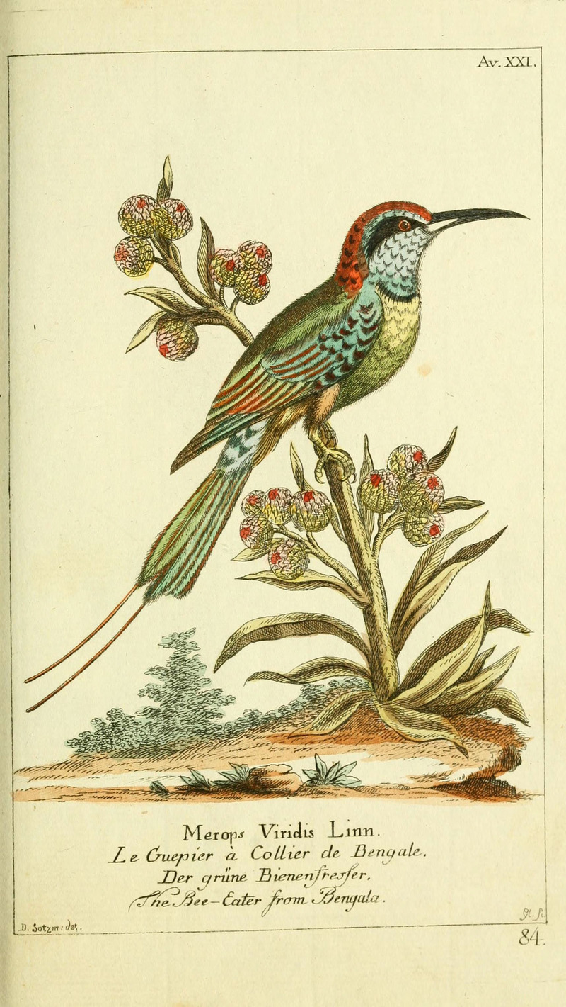 blue-throated bee-eater (Merops viridis); DISPLAY FULL IMAGE.