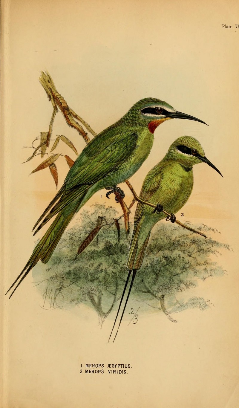 Merops orientalis cleopatra (green bee-eater), Merops viridis (blue-throated bee-eater); DISPLAY FULL IMAGE.