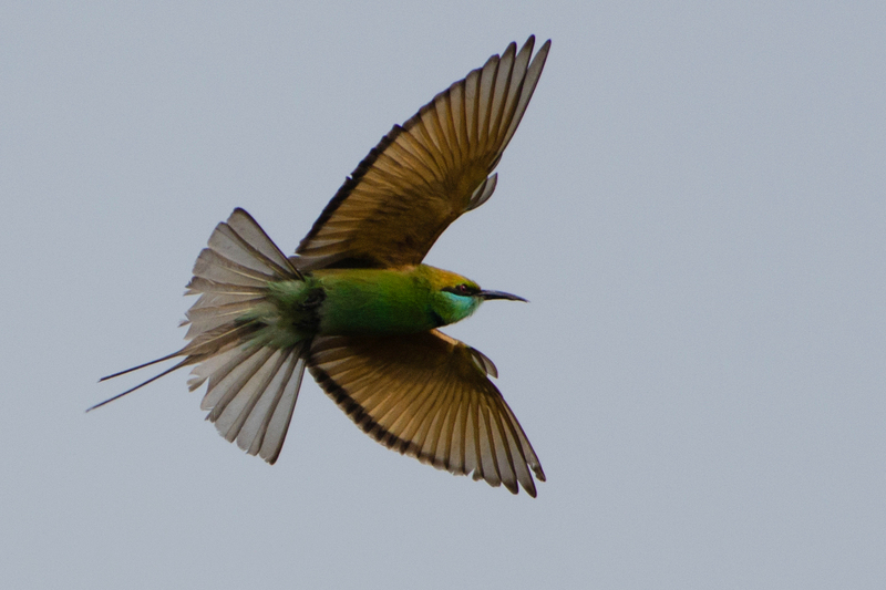 green bee-eater (Merops orientalis); DISPLAY FULL IMAGE.