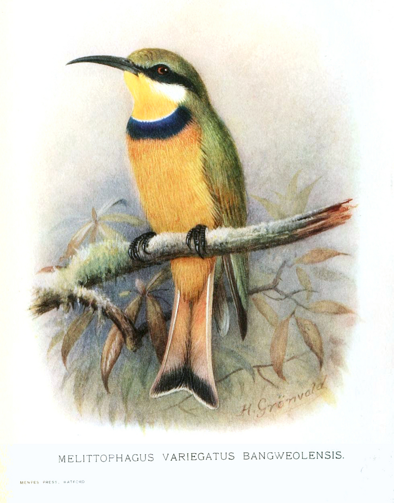 blue-breasted bee-eater (Merops variegatus); DISPLAY FULL IMAGE.