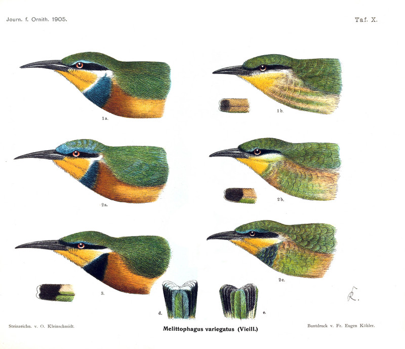 blue-breasted bee-eater (Merops variegatus), cinnamon-chested bee-eater (Merops oreobates); DISPLAY FULL IMAGE.