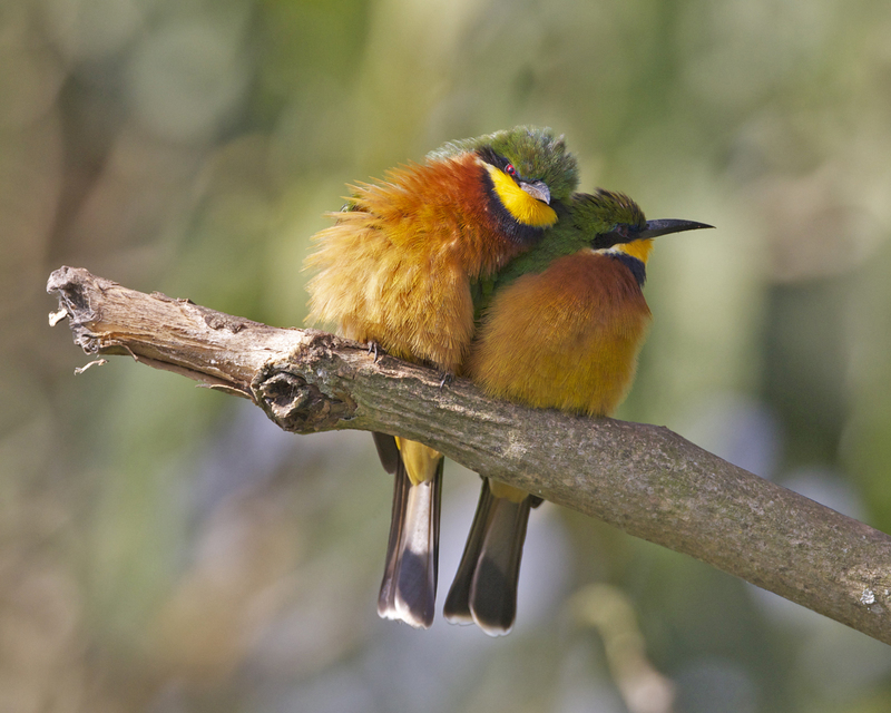 cinnamon-chested bee-eater (Merops oreobates); DISPLAY FULL IMAGE.