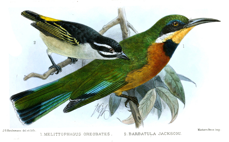 cinnamon-chested bee-eater (Merops oreobates), yellow-rumped tinkerbird (Pogoniulus bilineatus jacksoni); DISPLAY FULL IMAGE.
