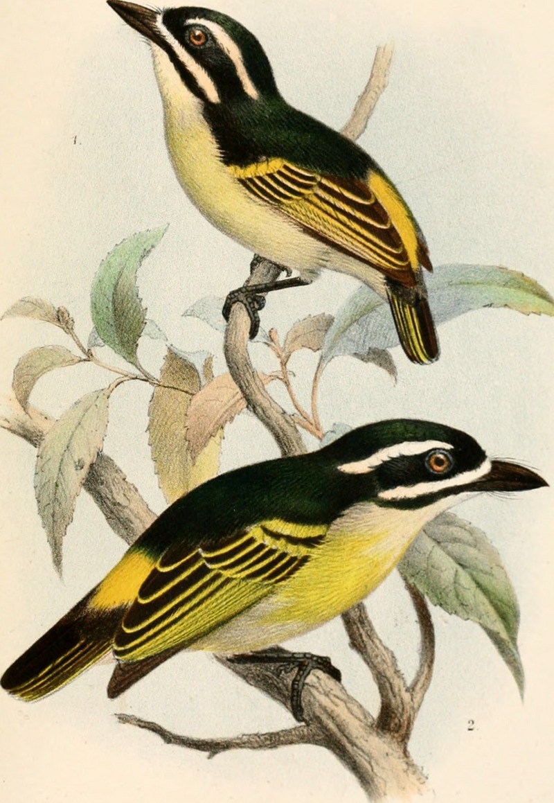 yellow-throated tinkerbird (Pogoniulus subsulphureus), yellow-rumped tinkerbird (Pogoniulus bilineatus); DISPLAY FULL IMAGE.