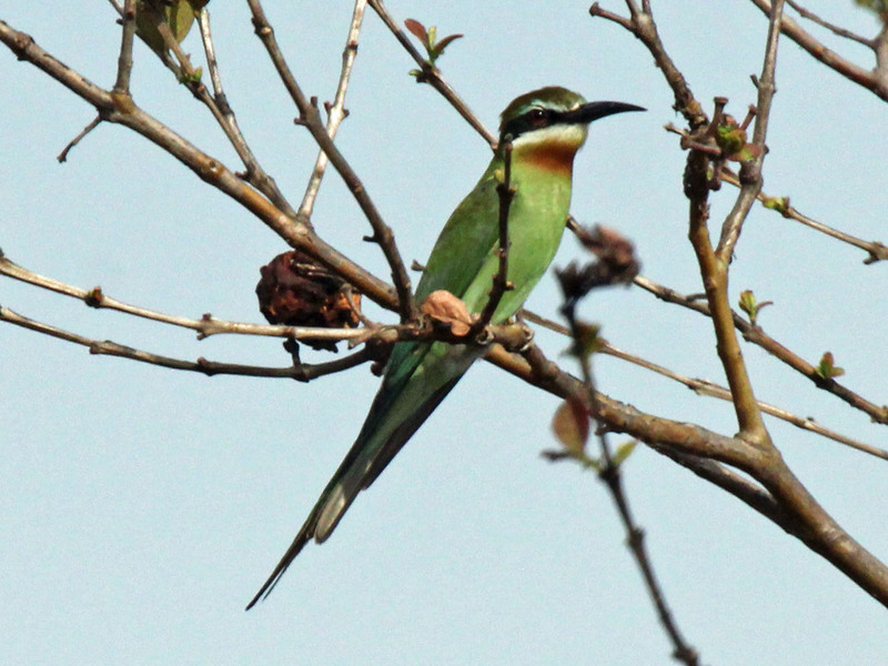 Madagascar bee-eater, olive bee-eater (Merops superciliosus); DISPLAY FULL IMAGE.
