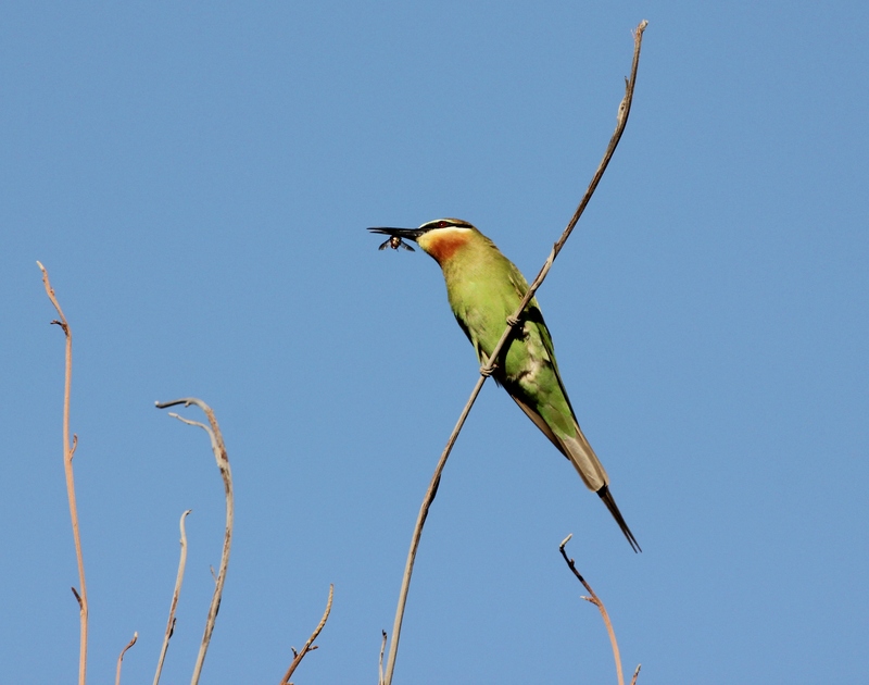 Madagascar bee-eater, olive bee-eater (Merops superciliosus); DISPLAY FULL IMAGE.