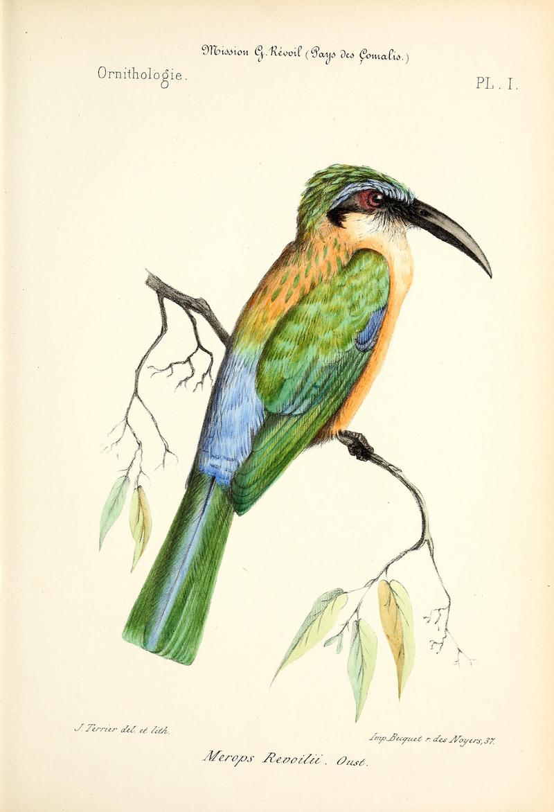 Somali bee-eater (Merops revoilii); DISPLAY FULL IMAGE.
