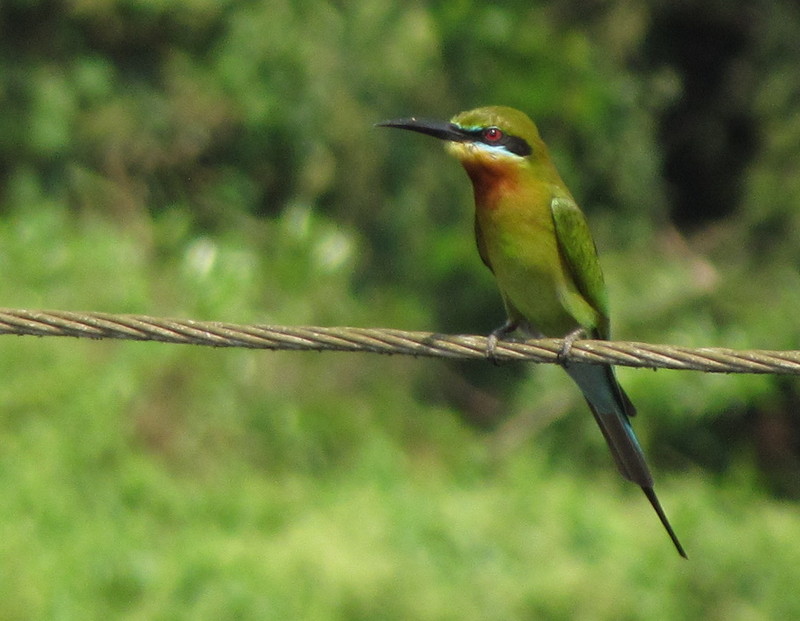 blue-tailed bee-eater (Merops philippinus); DISPLAY FULL IMAGE.