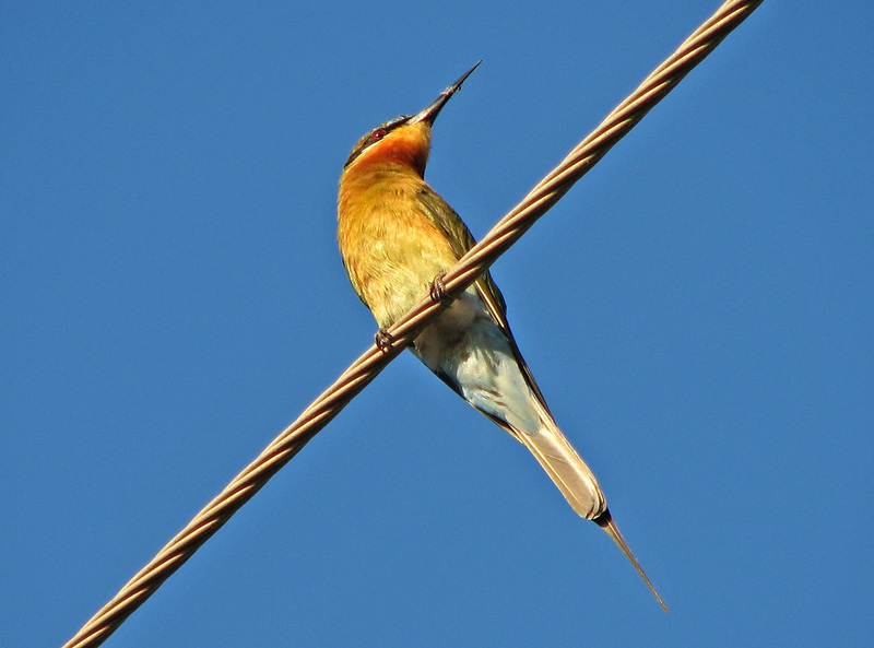 blue-tailed bee-eater (Merops philippinus); DISPLAY FULL IMAGE.