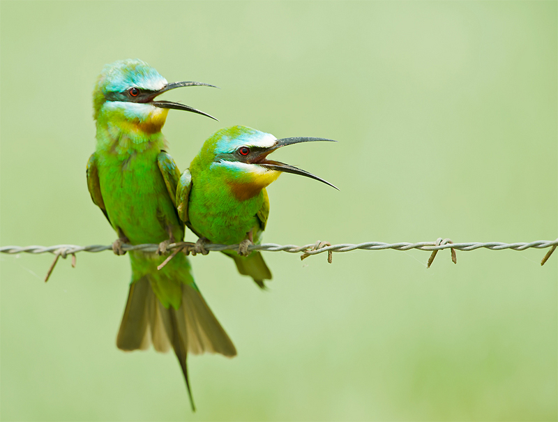 blue-cheeked bee-eater (Merops persicus); DISPLAY FULL IMAGE.