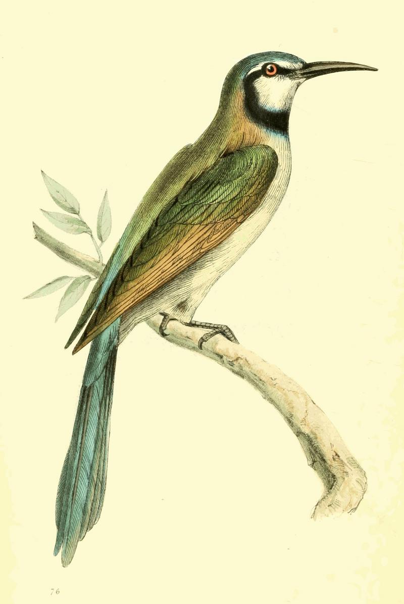 blue-cheeked bee-eater (Merops persicus); DISPLAY FULL IMAGE.
