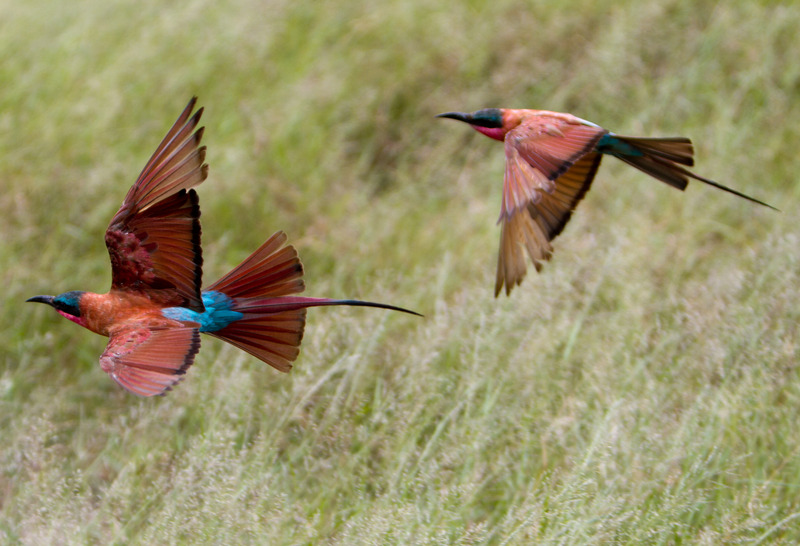 southern carmine bee-eater (Merops nubicoides); DISPLAY FULL IMAGE.
