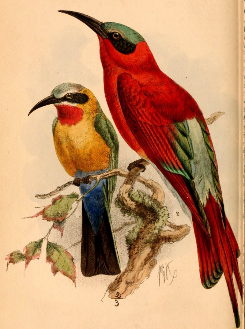 Merops bullockoides bullockoides (White-fronted Bee-eater), Merops nubicoides (Southern Carmine Bee-eater); DISPLAY FULL IMAGE.