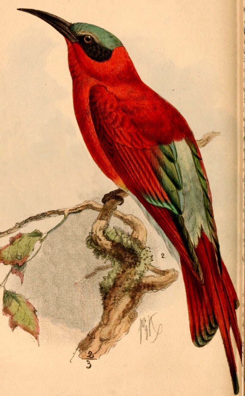 southern carmine bee-eater (Merops nubicoides); DISPLAY FULL IMAGE.