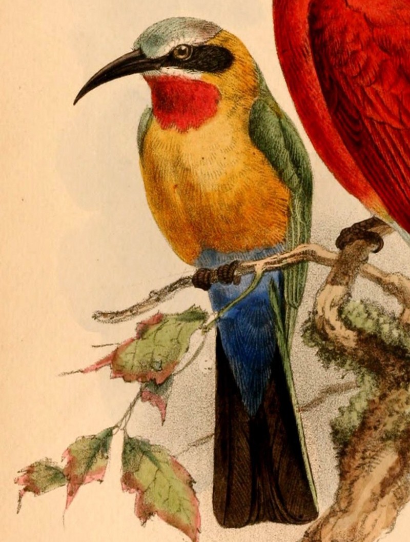 white-fronted bee-eater (Merops bullockoides); DISPLAY FULL IMAGE.